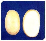 Kufri Chipsona Plant 03