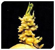 Kufri Chipsona Plant 04