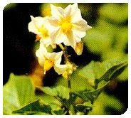 Kufri Jyoti Plant 01