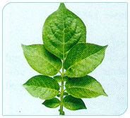 Kufri Jyoti Plant 02