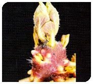 Kufri Jyoti Plant 03