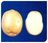 Kufri Jyoti Plant 04