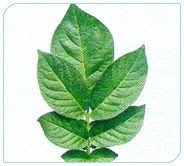 Kufri Lauvkar Plant 01