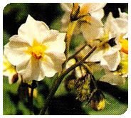 Kufri Lauvkar Plant 02