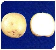 Kufri Lauvkar Plant 03