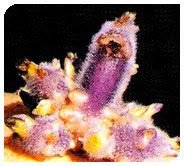 Kufri Lauvkar Plant 04