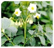 Kufri Pukhraj Plant 02