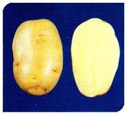 Kufri Pukhraj Plant 03