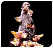 Kufri Pukhraj Plant 04