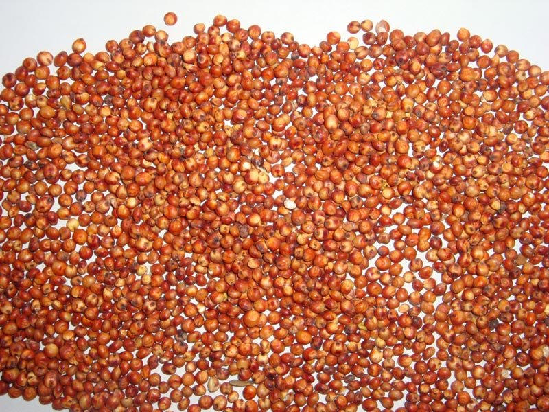 Red Sorghum Seeds