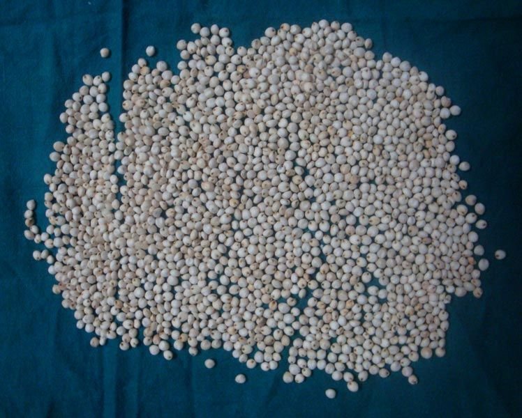 White Sorghum Seeds