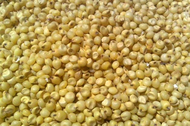 Yellow Sorghum Seeds