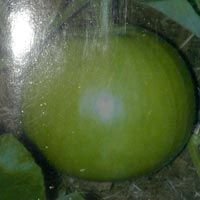 Hybrid Bottle Gourd Vijay Seeds