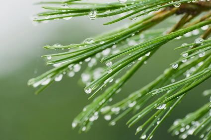 Himalayan Cedar Wood Oil 01