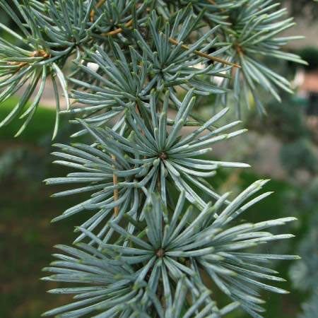 Himalayan Cedar Wood Oil 03