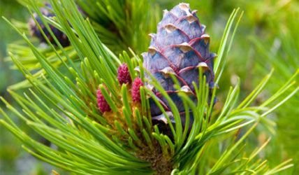 Himalayan Cedar Wood Oil 04