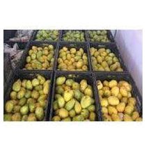 Fruit Ripening Plant