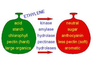 Fruit Ripening Plant