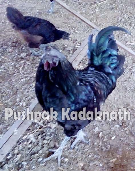 Kadaknath Chicken Meat 01