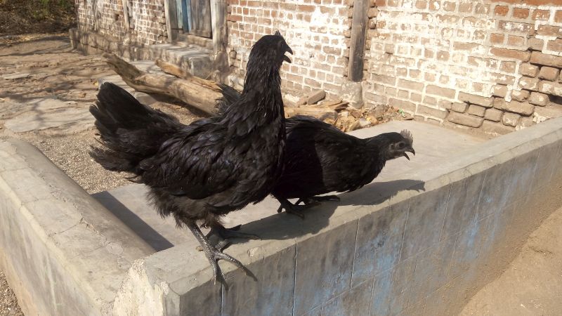 Kadaknath Chicken Meat 03