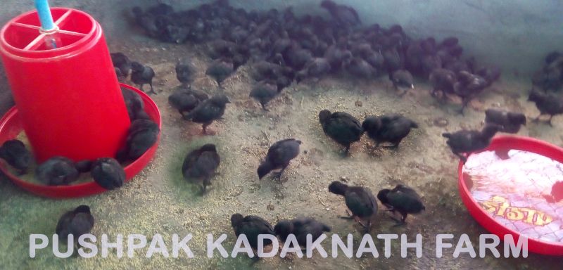 Kadaknath Chicken Meat 08