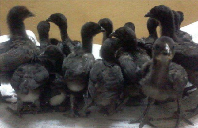 Kadaknath Chicken Meat 09