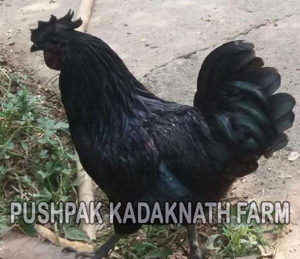 Kadaknath Chicken Meat 11