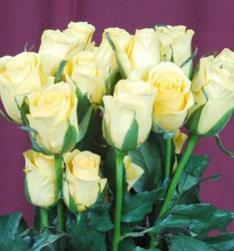 Fresh White Rose Flower