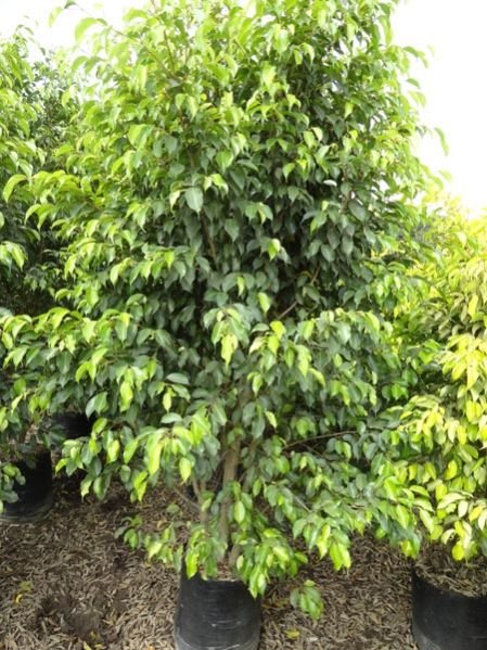Ficus Benjamina Plant