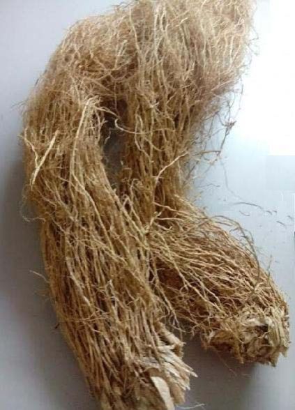 Vetiver Root 01