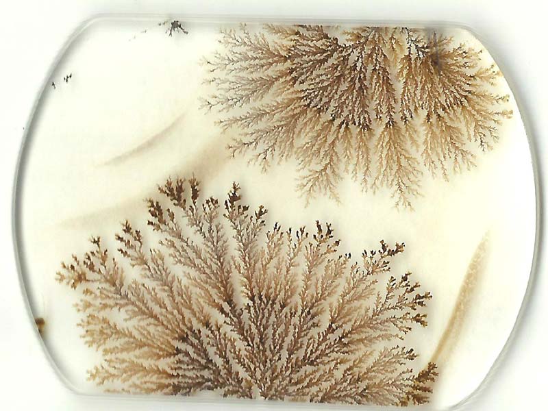 Dendritic Agate Stones 04