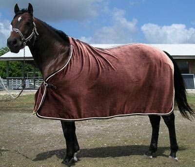 Horse Rug 01