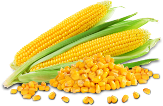 Yellow Maize 01