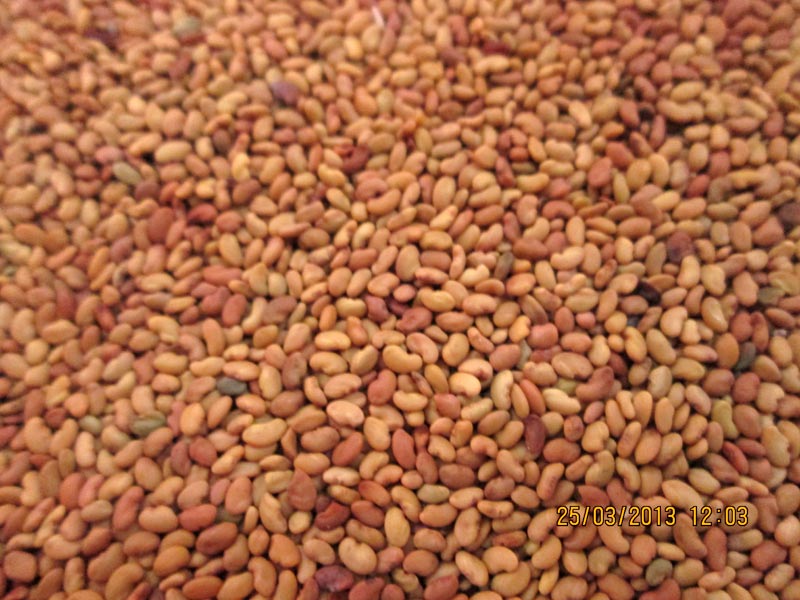 Alfalfa Seeds