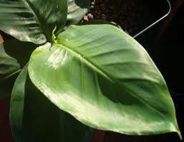 Fresh Banana Leaves (Short)