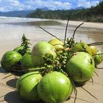Fresh Green Coconuts