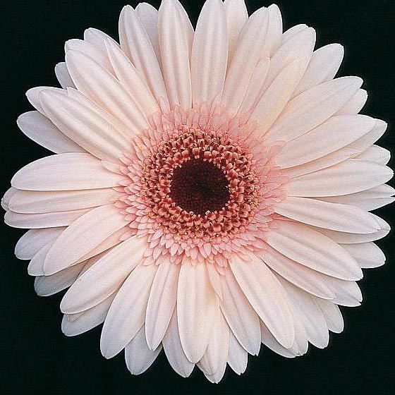 Light Pink Gerbera Flowers