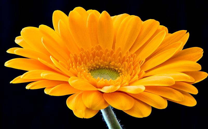 Yellow Gerbera Flowers