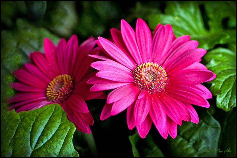 Pink Gerbera Flowers