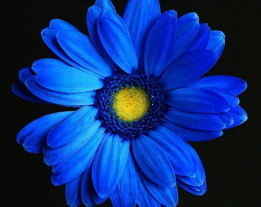 Blue Gerbera Flowers