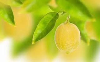 Fresh Lemon