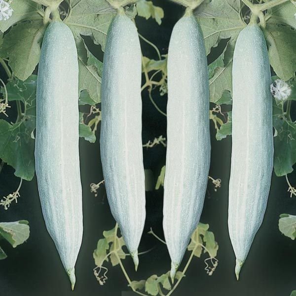 Fresh Snake Gourd