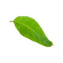 Banana Leaf