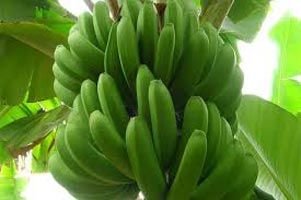 Fresh Green Banana
