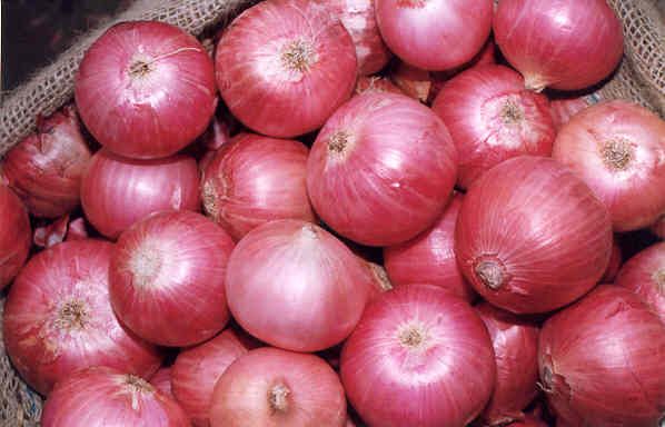 Fresh Onion 03