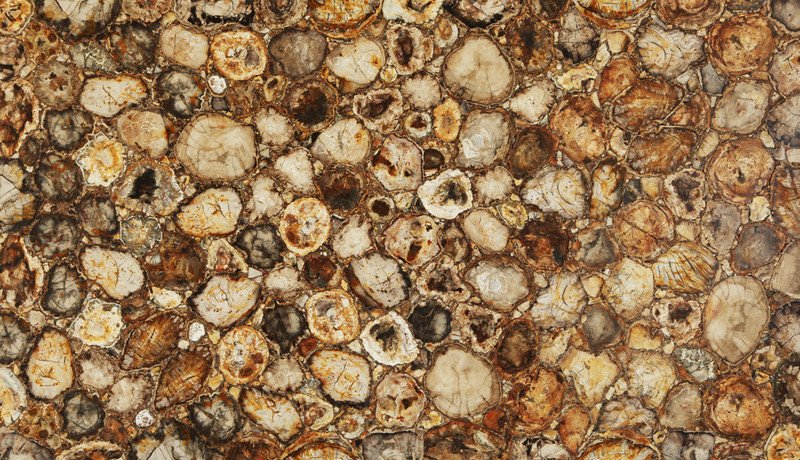 Round Petrified Wood Semi Precious Slab 05