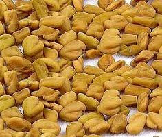 Fenugreek seeds