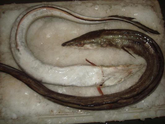 Frozen Black Eel Fish