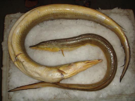 Frozen Yellow Eel Fish