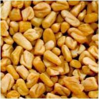 Fenugreek Seeds